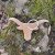Klíčenka longhorn